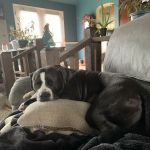 Upchurch Animal Clinic