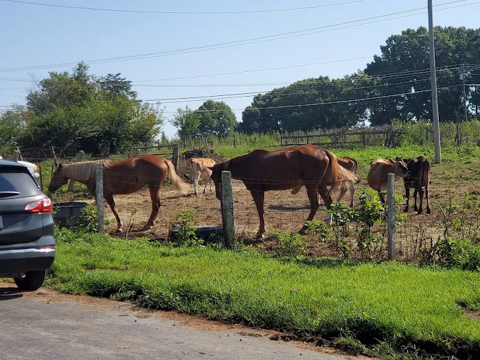 Upchurch Animal Clinic Picture 4