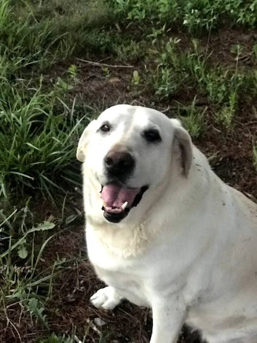 Upchurch Animal Clinic Picture 6