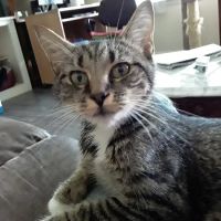 Dogwood Animal Hospital ico