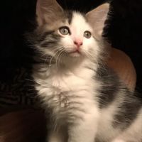 Red Barn Veterinary Service ico