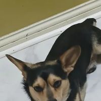 Coffey's Vet Center ico