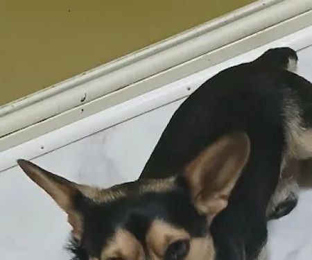 Coffey's Vet Center