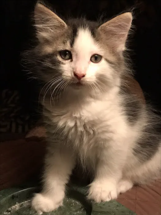 Coffey's Vet Center Picture 9