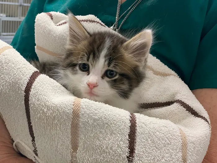 Adair County Animal Hospital Picture 6