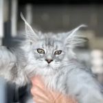 Story Hill Coons, LLC