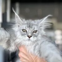 Story Hill Coons, LLC ico