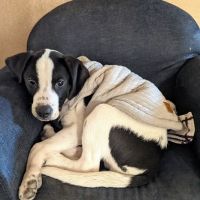 Lindner Animal Hospital ico