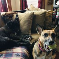 Fort Branch Veterinary Hospital ico