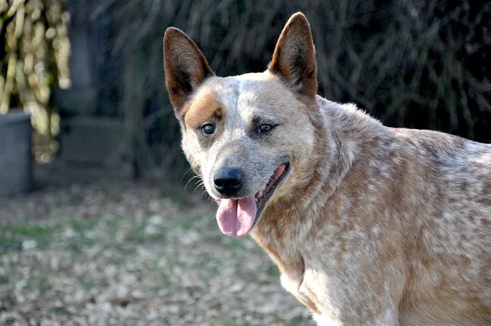 Fort Branch Veterinary Hospital Picture 8