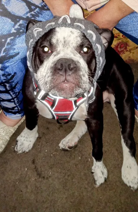 Epperson Veterinary Services Picture 4