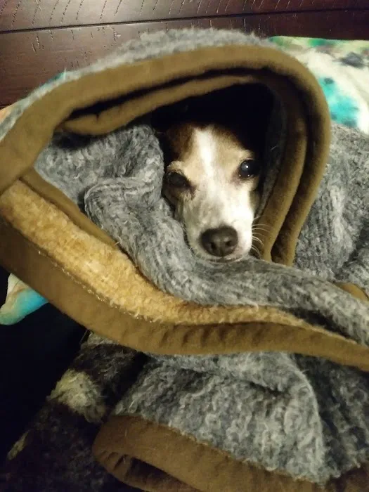 Epperson Veterinary Services Picture 10