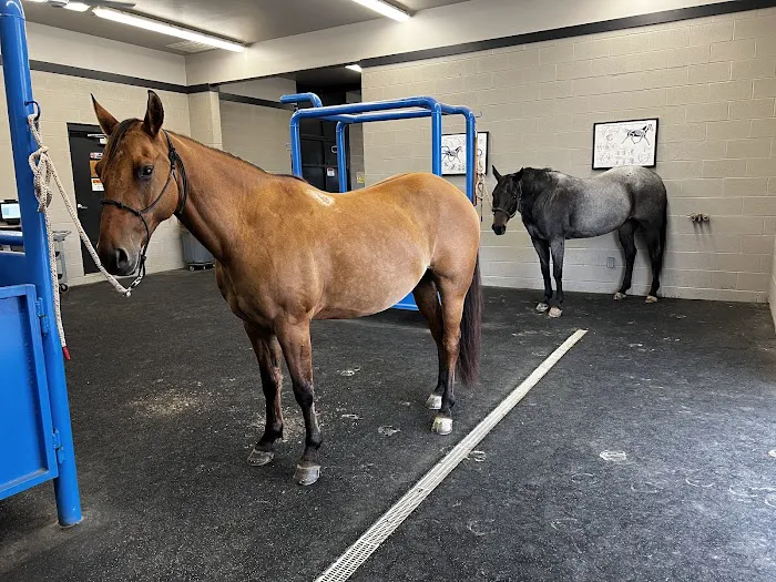 Stone Ridge Equine Care Picture 2
