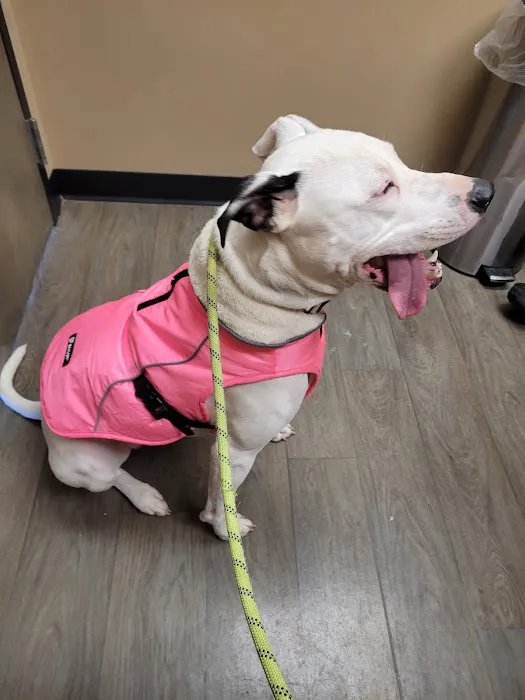 Stone Ridge Animal Care Picture 4