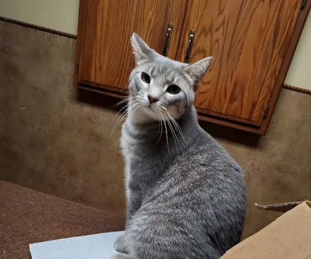 Hilltop Veterinary Services Office