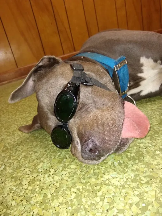 Greenwood Animal Hospital Picture 1