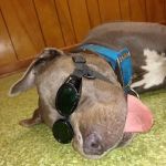 Greenwood Animal Hospital