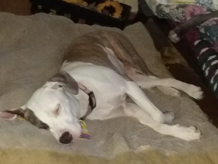 Greenwood Animal Hospital Picture 6