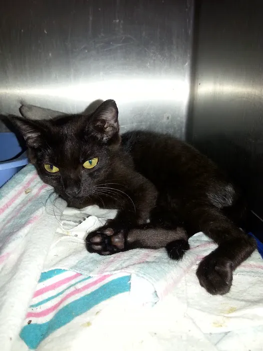 Greenwood Animal Hospital Picture 9