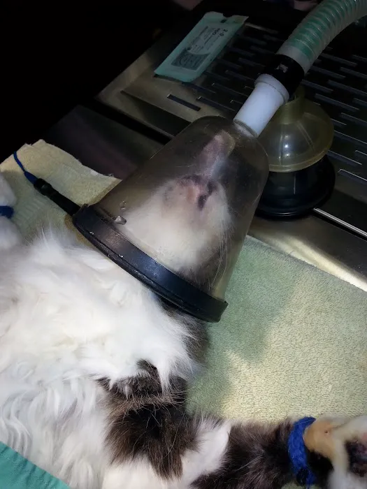 Greenwood Animal Hospital Picture 8