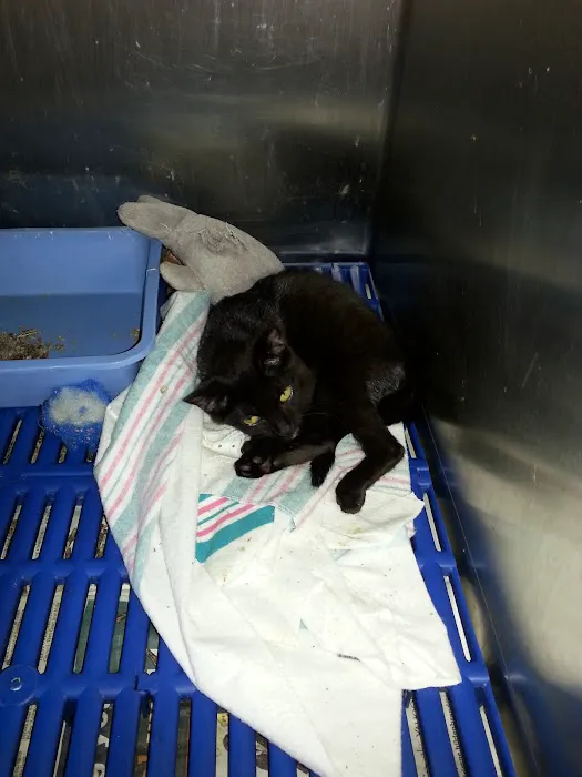 Greenwood Animal Hospital Picture 10