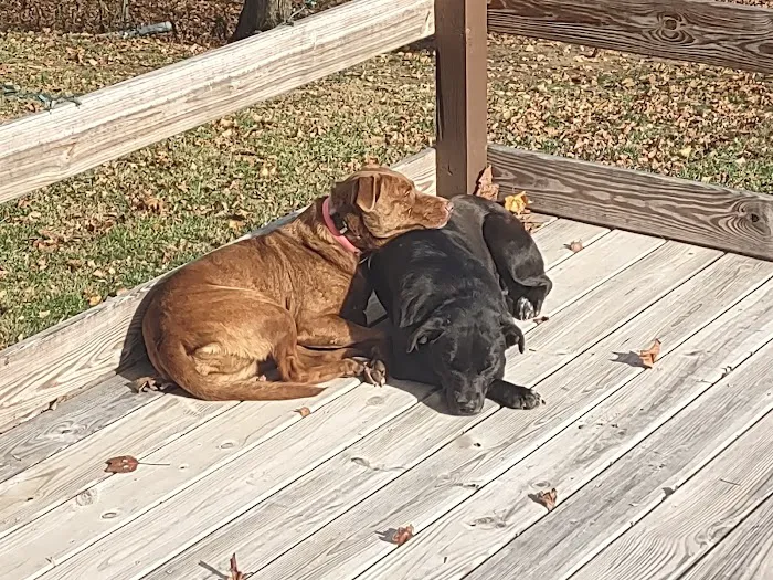 Henry County Animal Clinic Picture 2