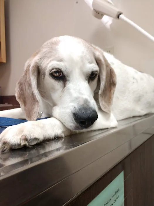 Henry County Animal Clinic Picture 9