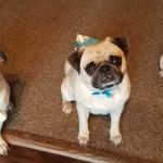 Owen County Animal Clinic
