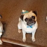 Owen County Animal Clinic ico