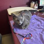 Clyde's Animal Clinic
