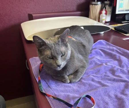 Clyde's Animal Clinic