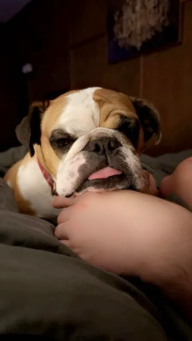 Clyde's Animal Clinic Picture 4