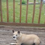 Albin Animal Hospital Mattoon