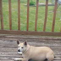 Albin Animal Hospital Mattoon ico