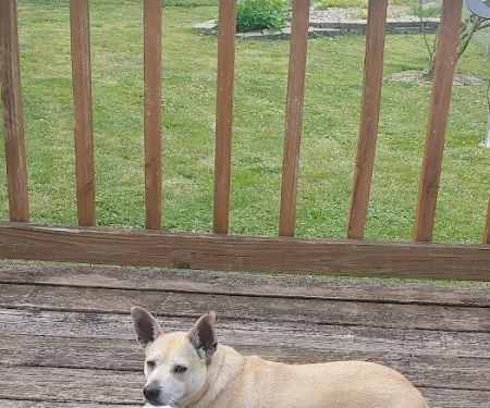 Albin Animal Hospital Mattoon