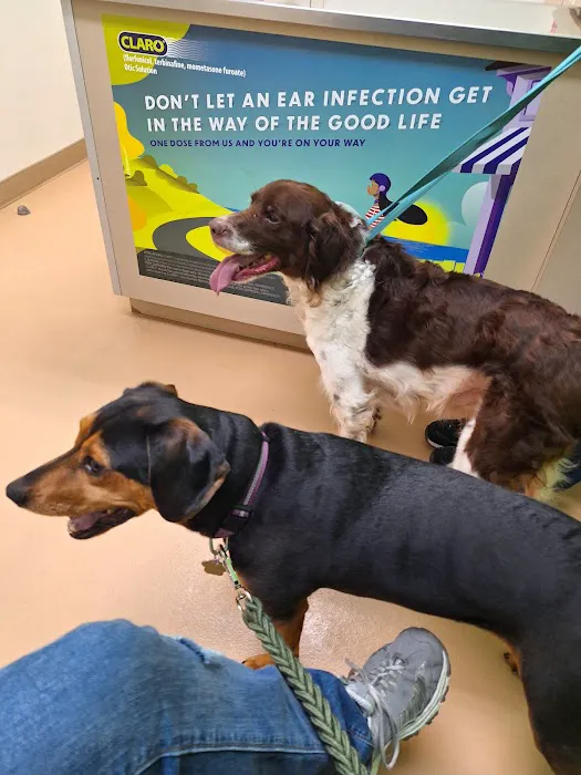 Albin Animal Hospital Mattoon Picture 6