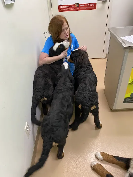 Albin Animal Hospital Mattoon Picture 9