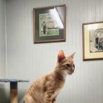 Animal Health Care Center-Arcola
