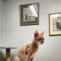 Animal Health Care Center-Arcola ico