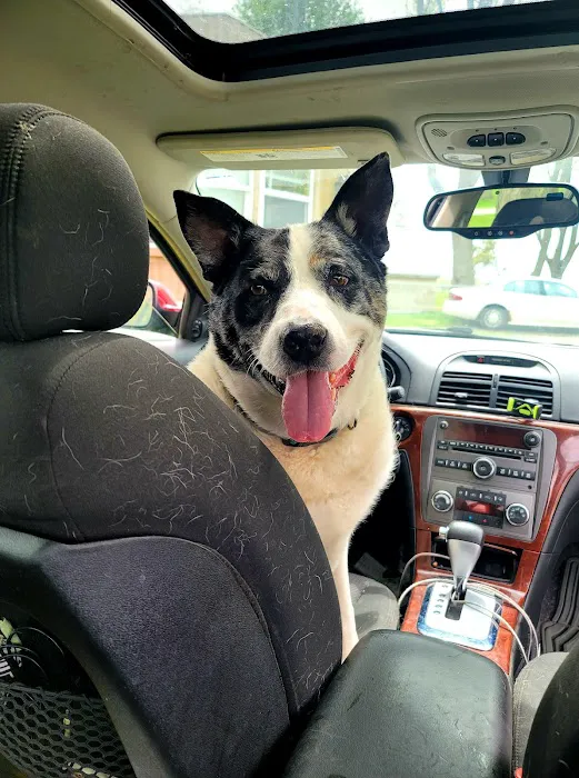 Rensselaer Pet Care Picture 3