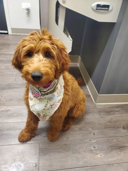 Rensselaer Pet Care Picture 1