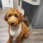 Rensselaer Pet Care