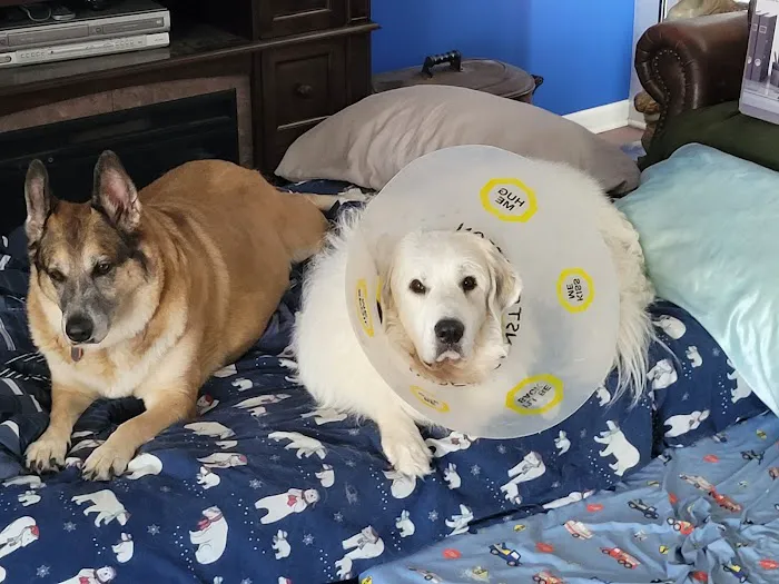 Rensselaer Pet Care Picture 6