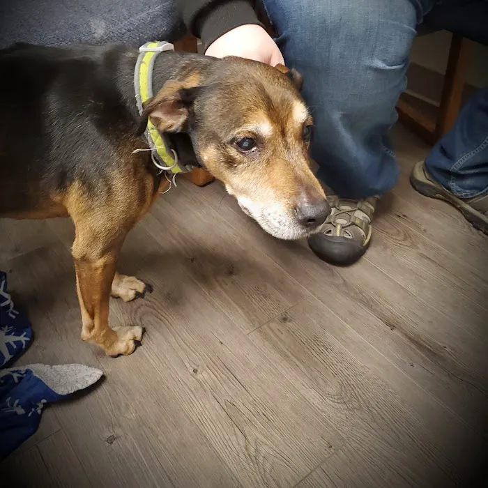 Rensselaer Pet Care Picture 5