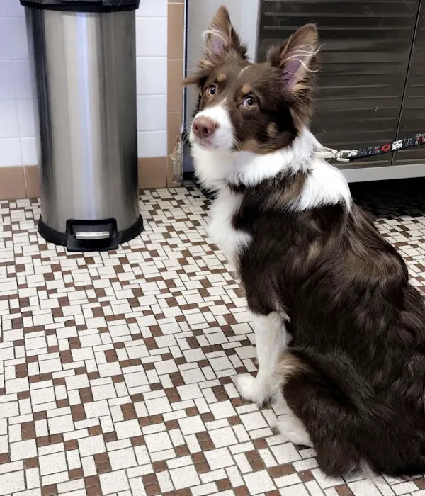 Rensselaer Pet Care Picture 10