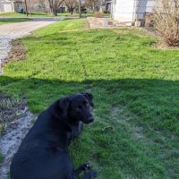 Kentland Veterinary Clinic ico