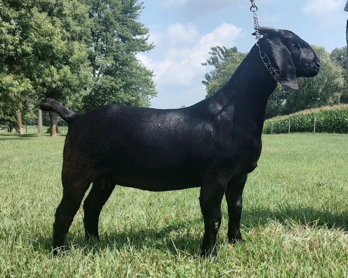 StockVets LLC Picture 3