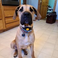 Davis Veterinary Service ico