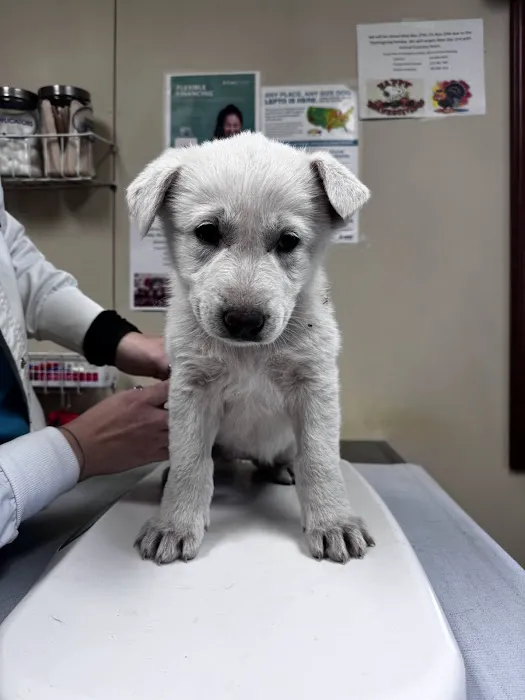 Davis Veterinary Service, PC Picture 4