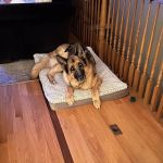 Animal Wellness Center Of Monee